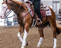 performance-quarter-horse