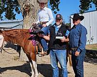 ranch-quarter-horse