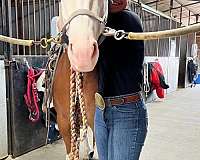 ranch-versatility-quarter-horse