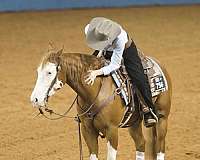 ranch-work-quarter-horse