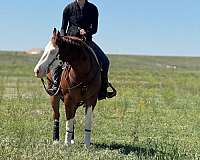 reining-quarter-horse