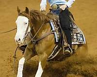 show-quarter-horse