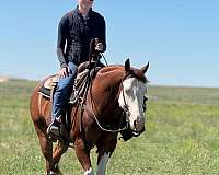 trail-quarter-horse