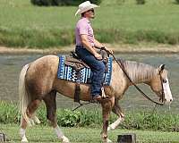 athletic-quarter-horse