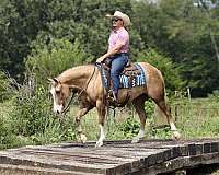 calf-roping-quarter-horse