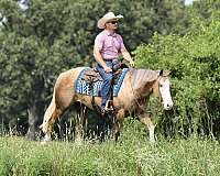 flashy-quarter-horse