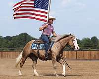 performance-quarter-horse