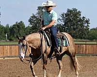ranch-quarter-horse
