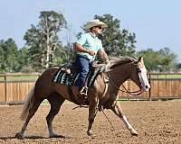 ranch-versatility-quarter-horse