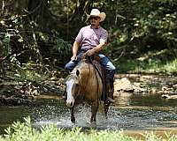 ranch-work-quarter-horse