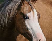 reining-quarter-horse