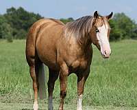 ridden-western-quarter-horse