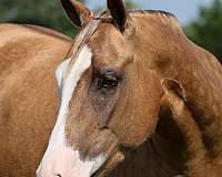 roping-quarter-horse