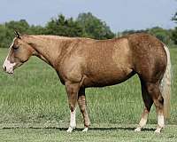 show-quarter-horse