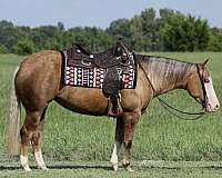 trail-quarter-horse