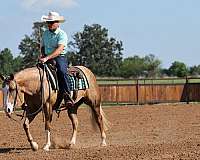 trail-riding-quarter-horse