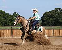 western-riding-quarter-horse