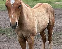 legend-mare