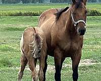 little-steel-dust-mare