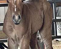fame-mare