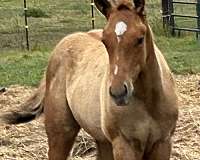 dun-disconnected-star-strip-snip-horse