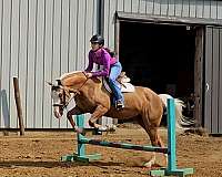 ranch-quarter-horse