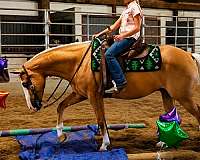 performance-quarter-horse