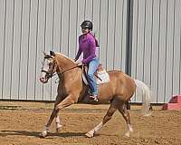 ranch-versatility-quarter-horse