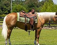 reining-quarter-horse