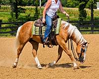 ridden-english-quarter-horse