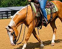 ridden-western-quarter-horse