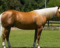 roping-quarter-horse