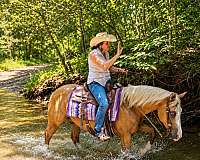 show-quarter-horse