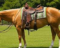 trail-quarter-horse