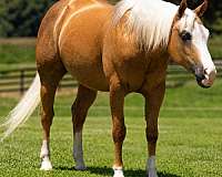 trail-riding-quarter-horse