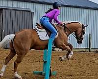 working-cattle-quarter-horse