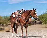 athletic-quarter-horse