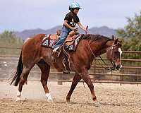 calf-roping-quarter-horse