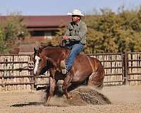 flashy-quarter-horse
