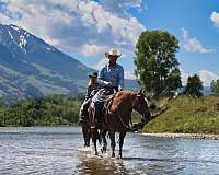 ranch-quarter-horse