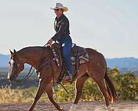 performance-quarter-horse