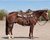 ranch-versatility-quarter-horse