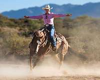 ranch-work-quarter-horse