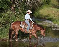 reined-cow-quarter-horse