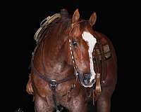 reining-quarter-horse