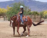 ridden-english-quarter-horse