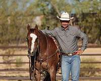 ridden-western-quarter-horse