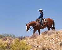 roping-quarter-horse