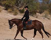 show-quarter-horse