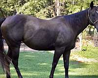 budget-pony